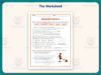 Muscular System Research Worksheet – 4th Grade Anatomy & Human Body preview 2