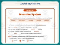 Muscular System Research Worksheet – 4th Grade Anatomy & Human Body preview 7