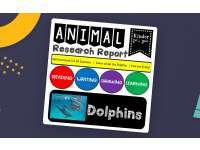 Ocean Animal Research Writing Project on DOLPHINS for K-2nd Grade preview