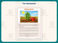Photosynthesis Reading Worksheet – 4th Grade Plants Practice preview 2