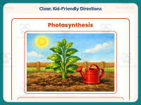 Photosynthesis Reading Worksheet – 4th Grade Plants Practice preview 4
