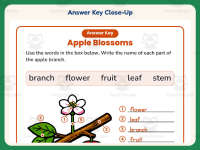 Seeds Plants Label a Plant Worksheet – 1st Grade Life Cycle Practice preview 7