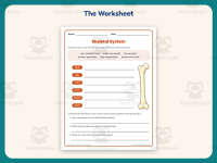 Skeletal System Research Worksheet – 4th Grade Anatomy & Human Body preview 2