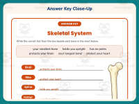 Skeletal System Research Worksheet – 4th Grade Anatomy & Human Body preview 7