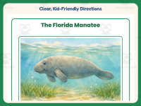 The Florida Manatee Reading Comprehension Worksheet – 1st Grade preview 4