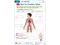 The Human Body Activity Workbook | Biology Worksheets preview 2