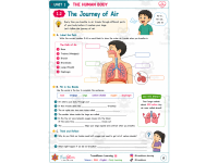 The Human Body Activity Workbook | Biology Worksheets preview 4