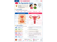 The Human Body Activity Workbook | Biology Worksheets preview 6
