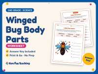Winged Bug Body Parts Worksheet – 2nd Grade Anatomy & Animals Practice preview