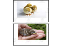 Product image #5