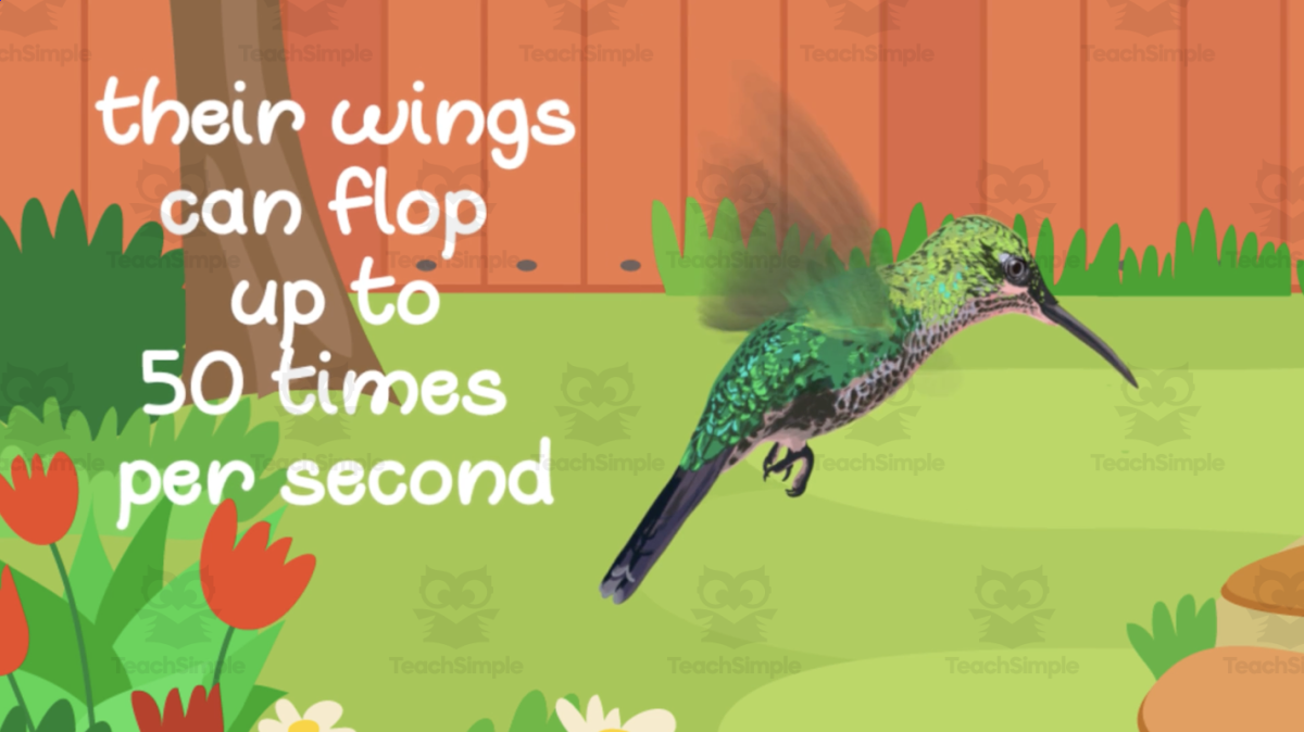 An educational teaching resource from Educational Voice entitled All About Birds | Animated Animals Video Lesson downloadable at Teach Simple.