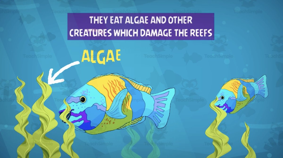 An educational teaching resource from Educational Voice entitled All About Fish | Animated Animals Video Lesson downloadable at Teach Simple.