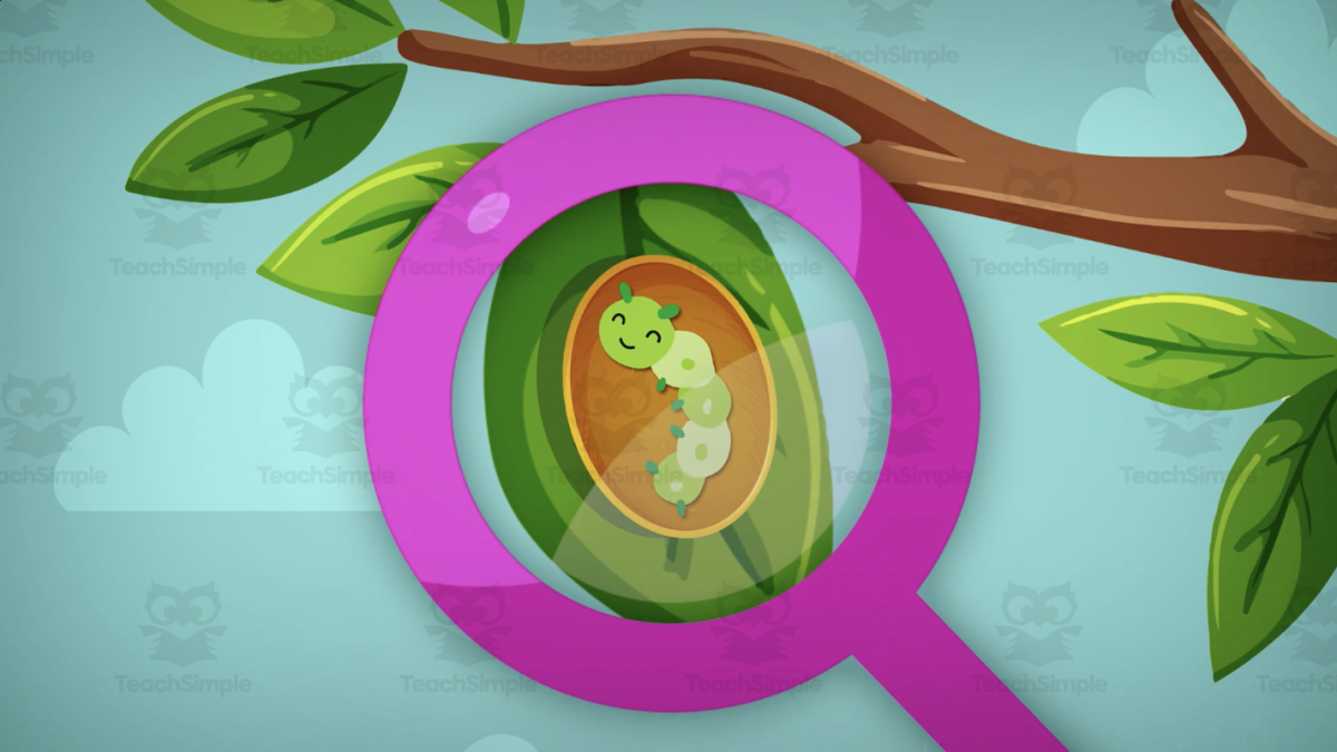 An educational teaching resource from Educational Voice entitled All About Insects | Animated Animals Video Lesson downloadable at Teach Simple.