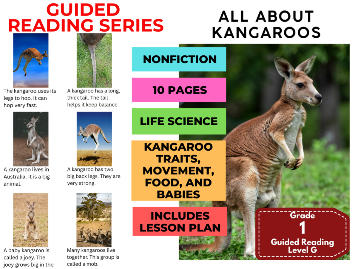 An educational teaching resource from Cored Education entitled All About Kangaroos: Guided Reading Level G with Lesson Plan downloadable at Teach Simple.