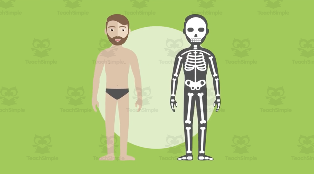 An educational teaching resource from Educational Voice entitled All About Skeleton Facts | Human Body Video Lesson downloadable at Teach Simple.