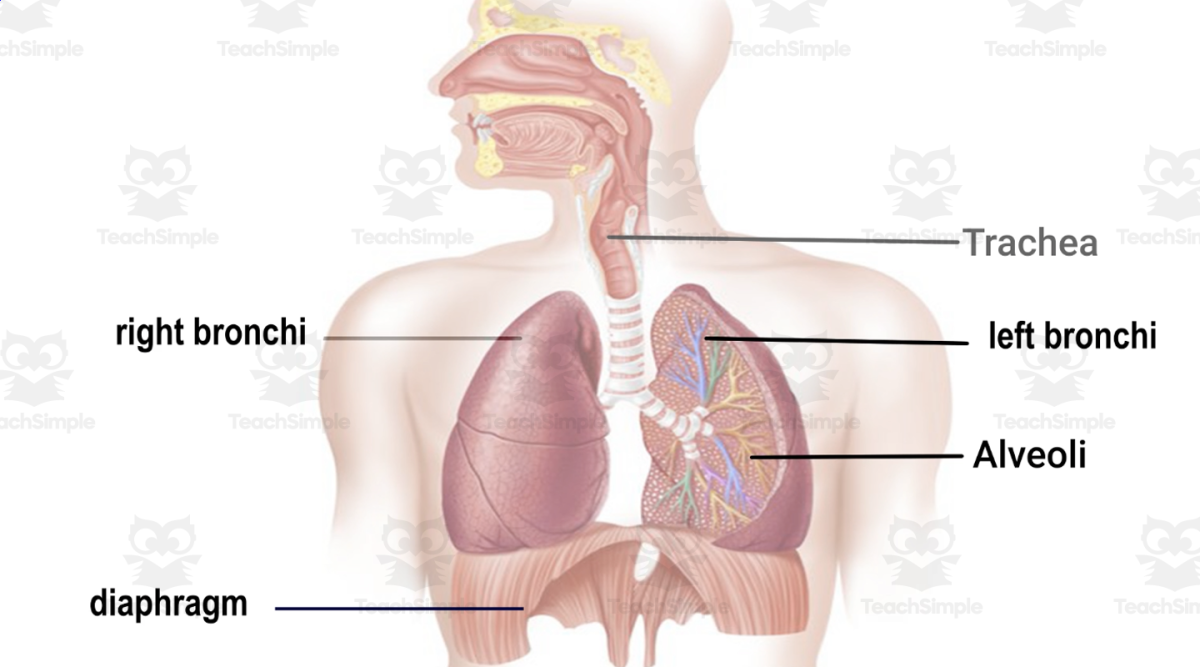 An educational teaching resource from Educational Voice entitled All About The Lungs | Human Body Video Lesson downloadable at Teach Simple.