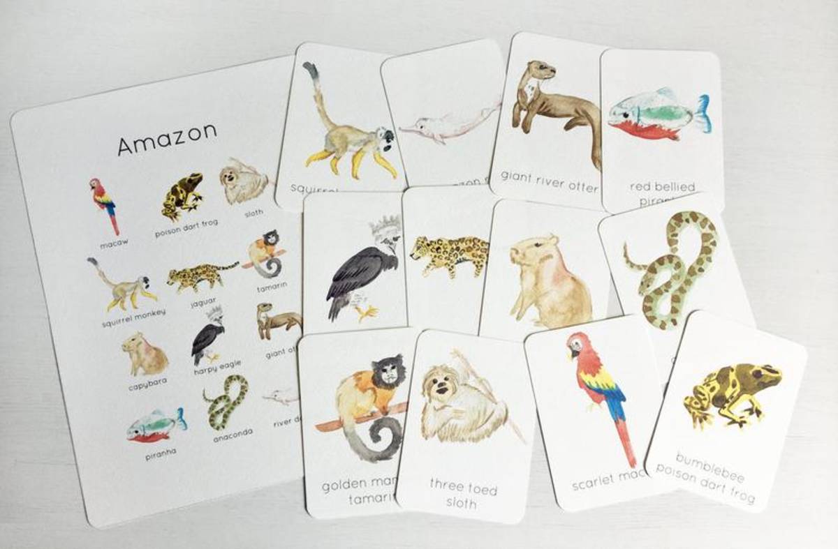 An educational teaching resource from Fiddleticks Education entitled Amazon Rainforest Wildlife Flashcards downloadable at Teach Simple.
