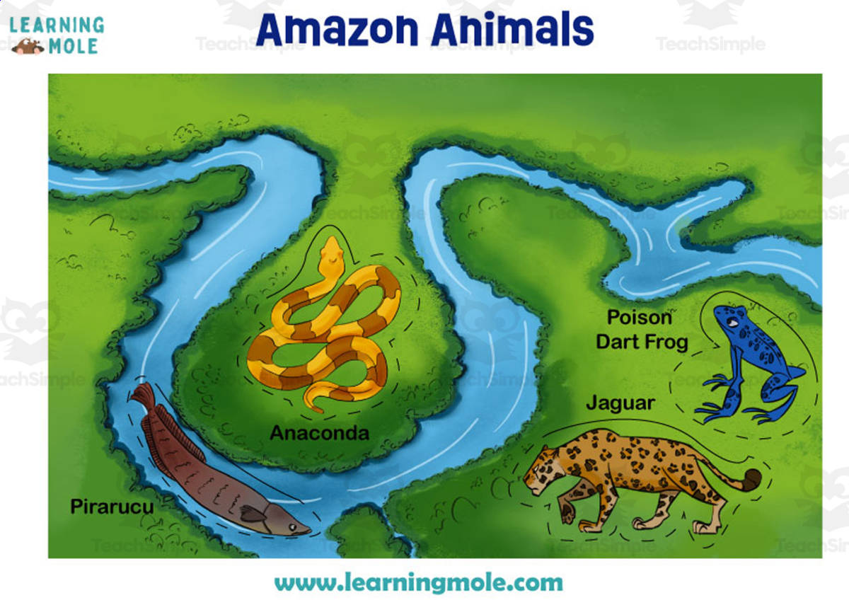 An educational teaching resource from Educational Voice entitled Amazon River Animals Activity downloadable at Teach Simple.