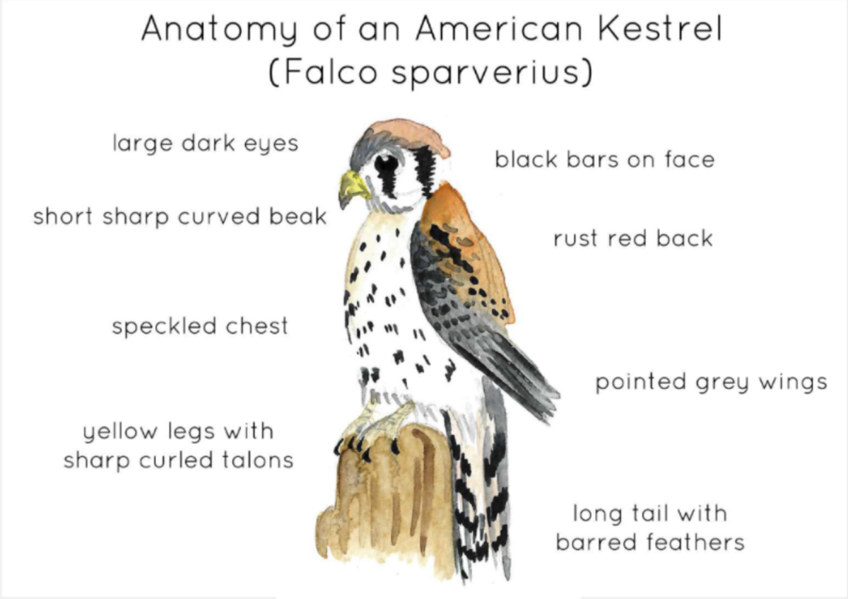 An educational teaching resource from Fiddleticks Education entitled American Kestrel Anatomy Interactive Printable Poster downloadable at Teach Simple.