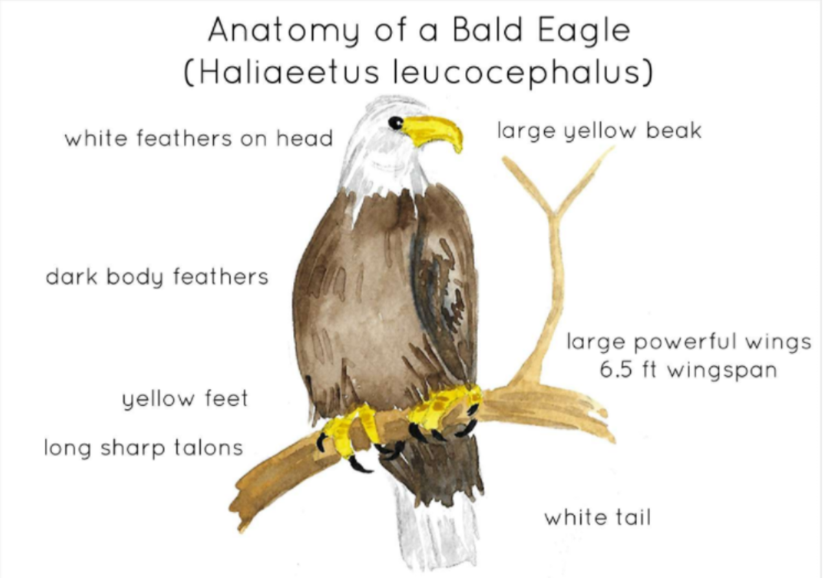 An educational teaching resource from Fiddleticks Education entitled Bald Eagle Anatomy – Watercolor Flashcards Set downloadable at Teach Simple.