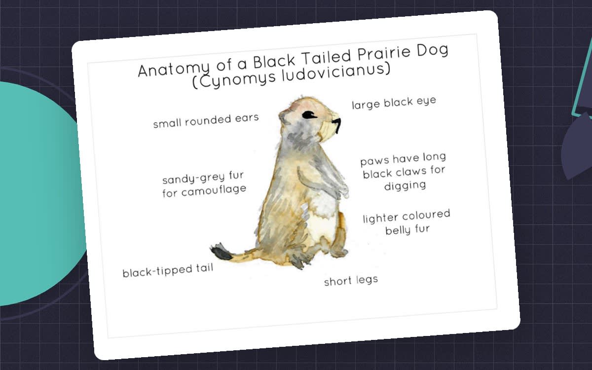 An educational teaching resource from Fiddleticks Education entitled Anatomy of a Black Tailed Prairie Dog downloadable at Teach Simple.