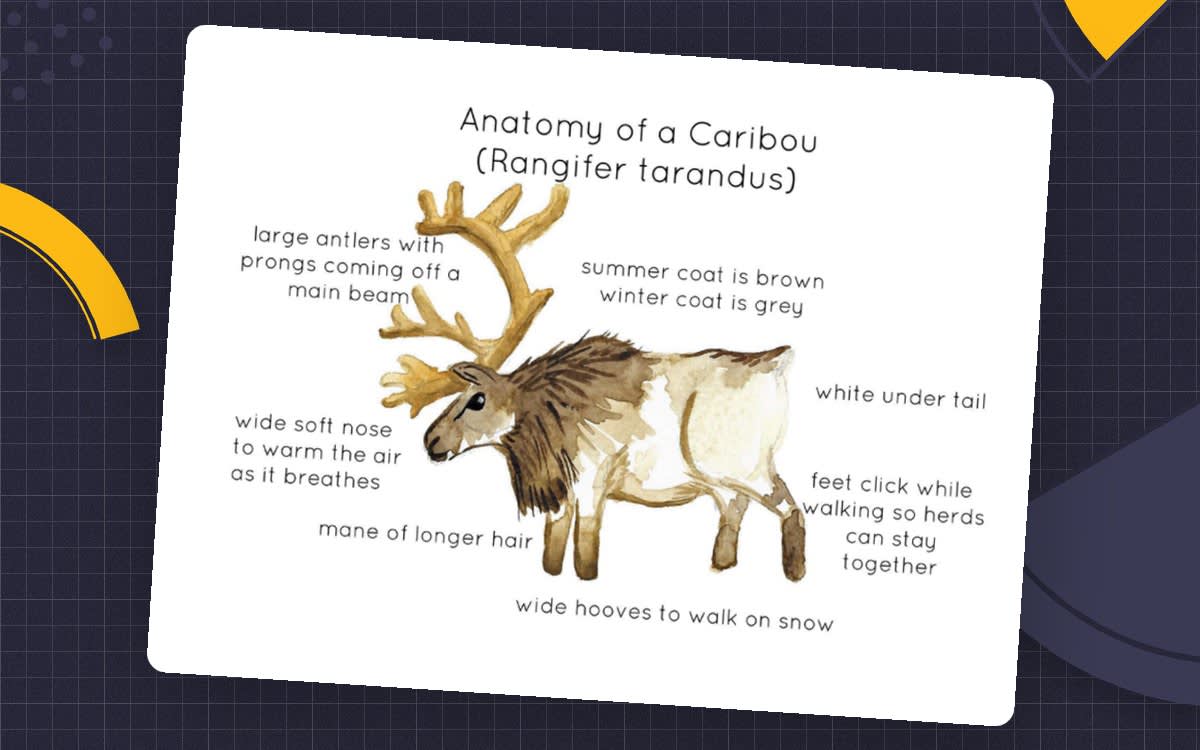 An educational teaching resource from Fiddleticks Education entitled Anatomy of a Caribou downloadable at Teach Simple.