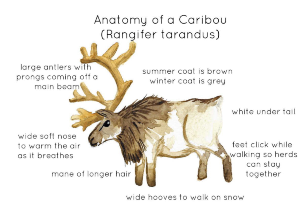 An educational teaching resource from Fiddleticks Education entitled Anatomy of a Caribou downloadable at Teach Simple.