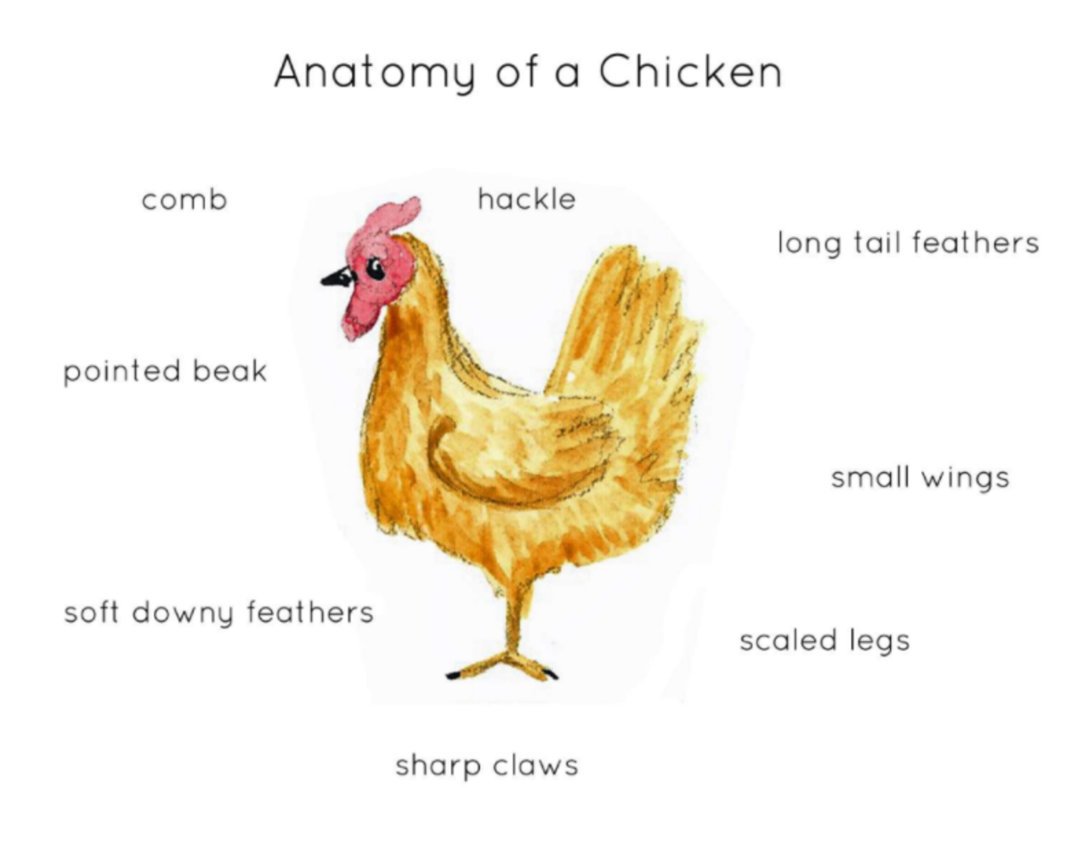 An educational teaching resource from Fiddleticks Education entitled Anatomy of a Chicken downloadable at Teach Simple.