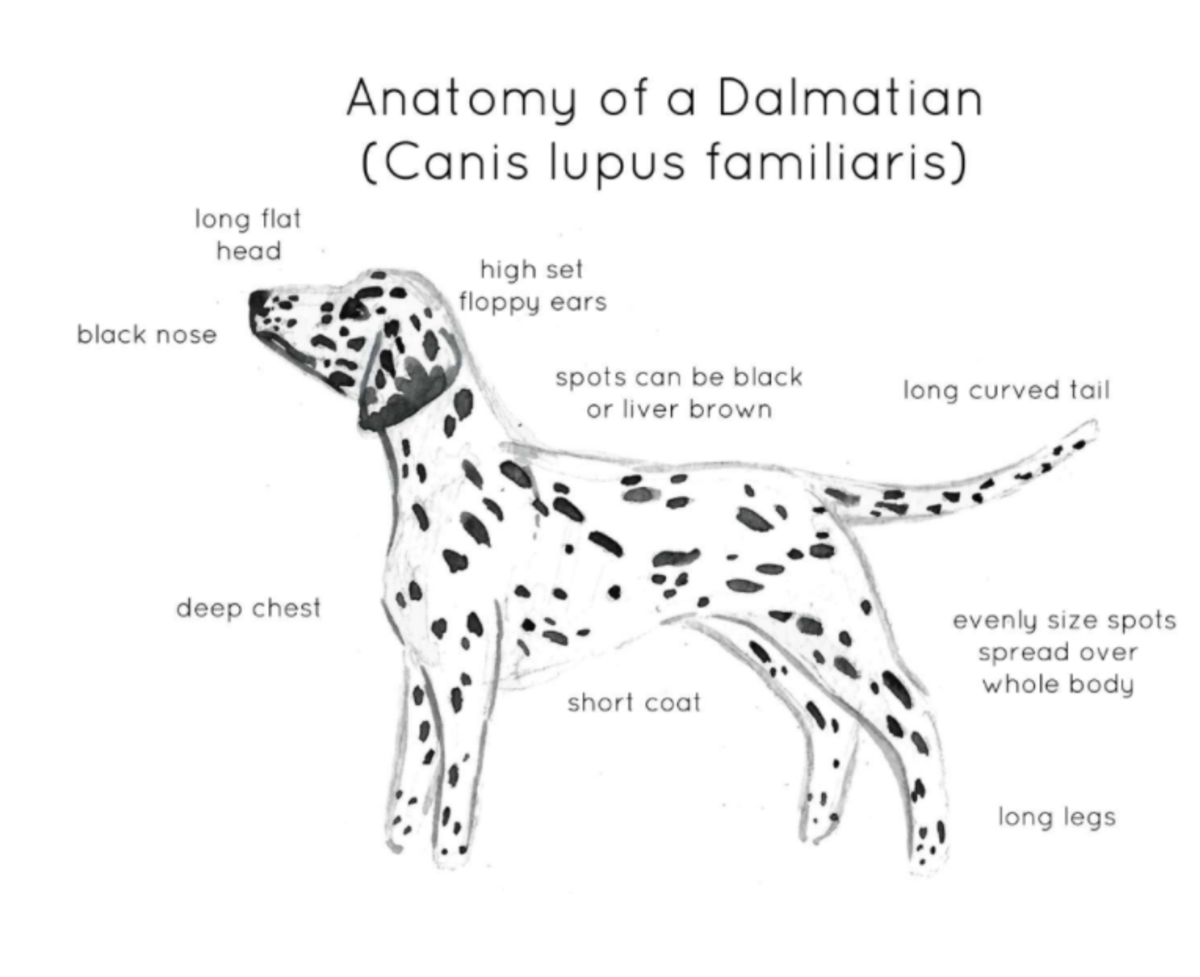 An educational teaching resource from Fiddleticks Education entitled Anatomy of a Dalmatian downloadable at Teach Simple.