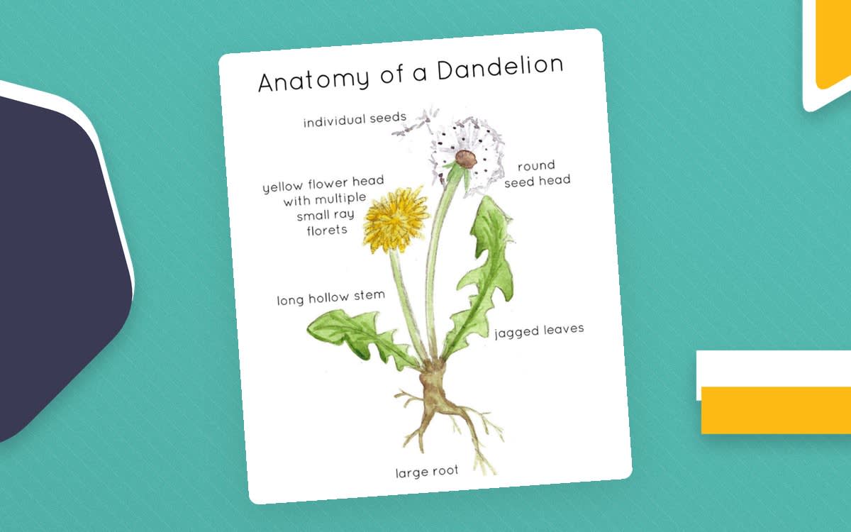 An educational teaching resource from Fiddleticks Education entitled Anatomy of a Dandelion downloadable at Teach Simple.
