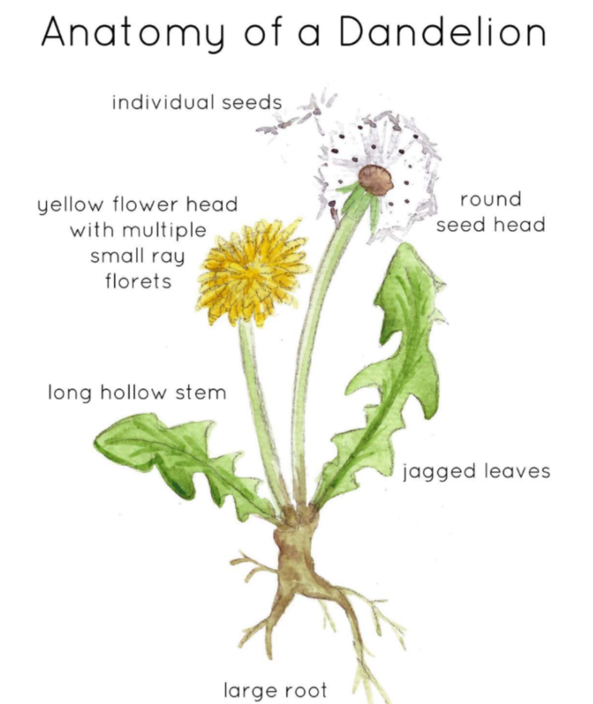 An educational teaching resource from Fiddleticks Education entitled Anatomy of a Dandelion downloadable at Teach Simple.