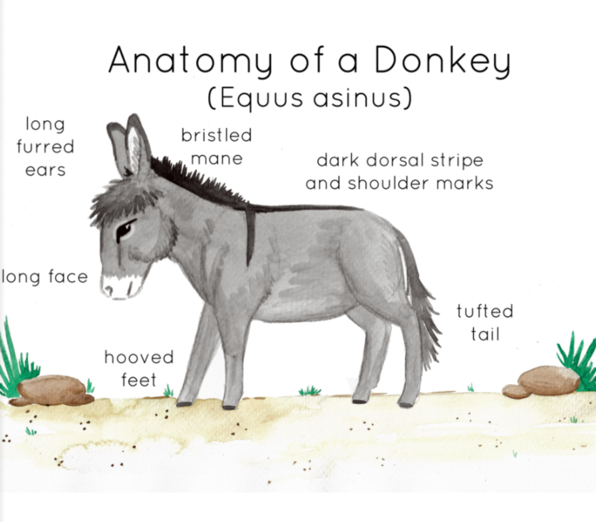 An educational teaching resource from Fiddleticks Education entitled Anatomy of a Donkey downloadable at Teach Simple.
