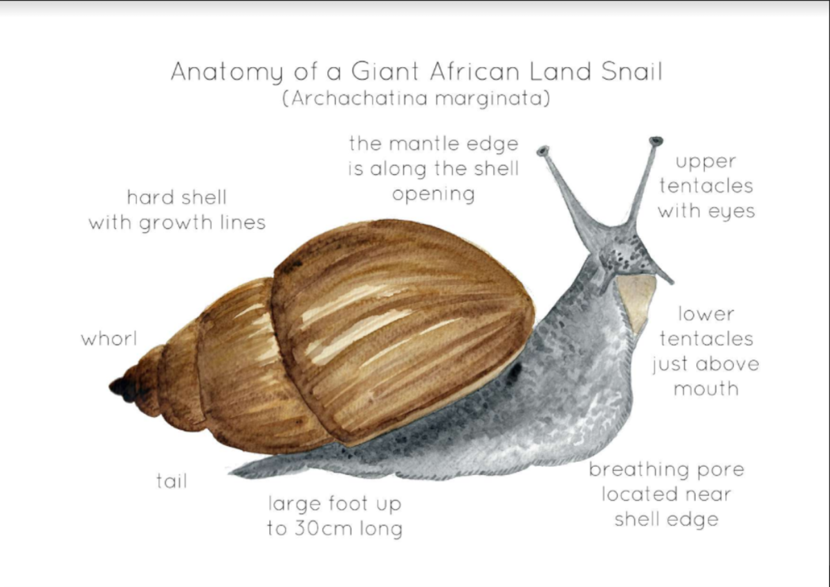 An educational teaching resource from Fiddleticks Education entitled Anatomy of a Giant African Snail downloadable at Teach Simple.