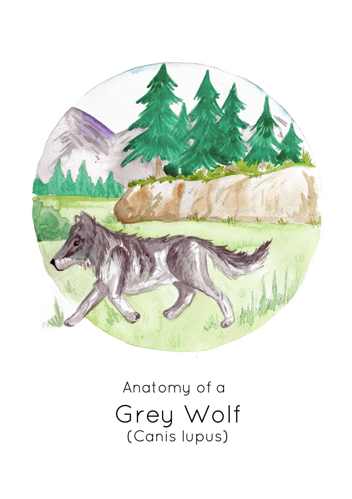 An educational teaching resource from Fiddleticks Education entitled Anatomy of a Grey Wolf downloadable at Teach Simple.