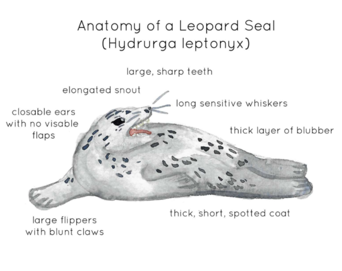 An educational teaching resource from Fiddleticks Education entitled Anatomy of a Leopard Seal downloadable at Teach Simple.