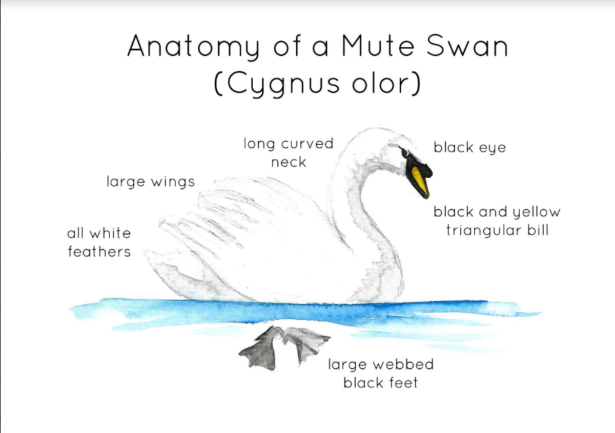 An educational teaching resource from Fiddleticks Education entitled Mute Swan Anatomy Flashcards – Watercolor Set downloadable at Teach Simple.