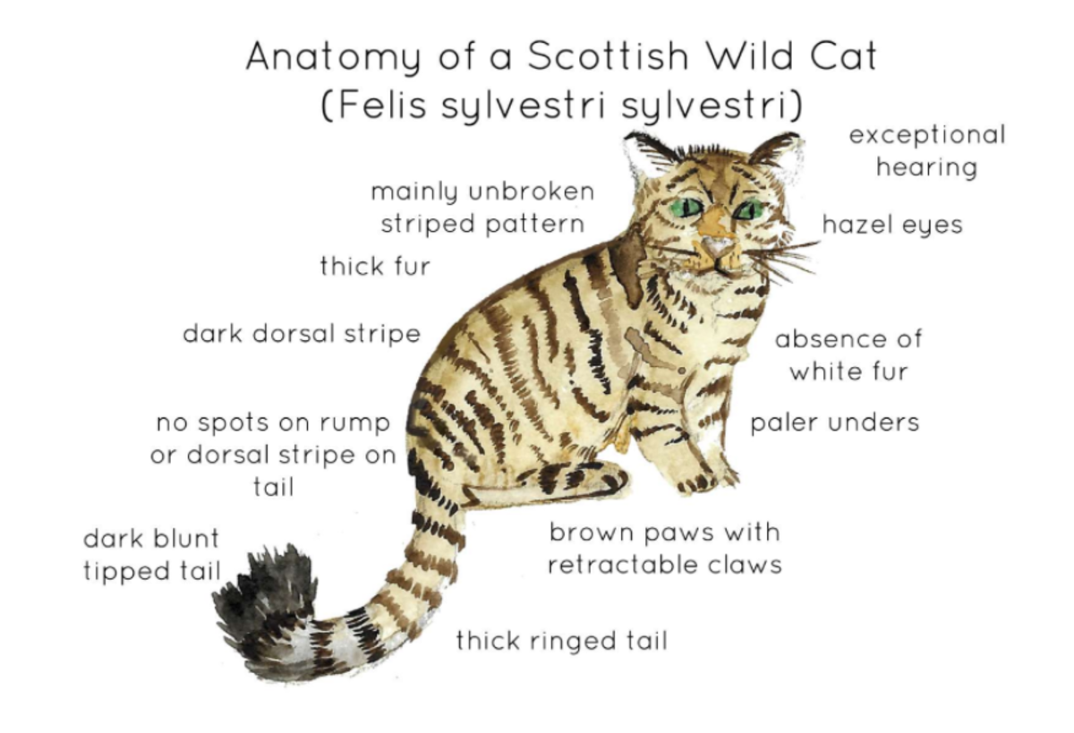 An educational teaching resource from Fiddleticks Education entitled Anatomy of a Scottish Wild Cat downloadable at Teach Simple.