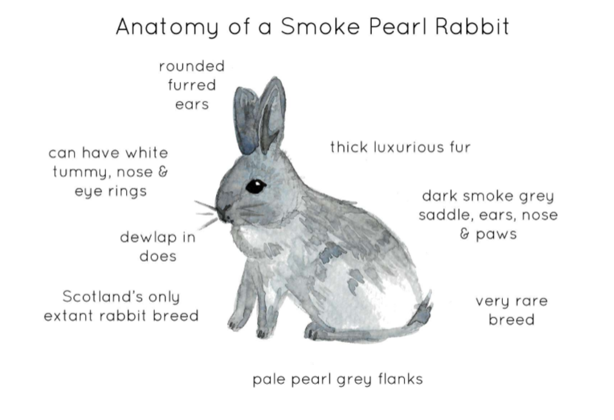 An educational teaching resource from Fiddleticks Education entitled Anatomy of a Smoke Pearl Rabbit downloadable at Teach Simple.