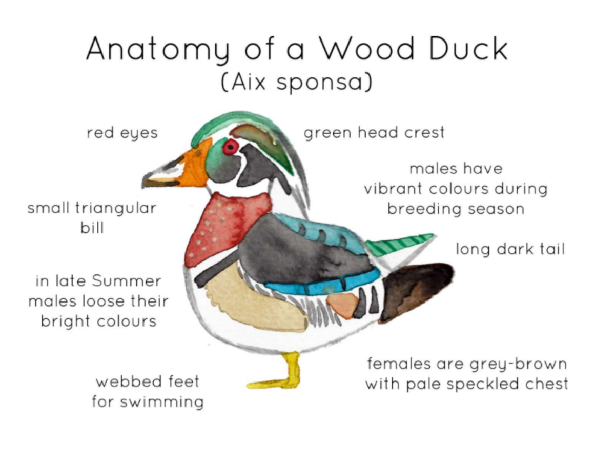 An educational teaching resource from Fiddleticks Education entitled Wood Duck Anatomy – Watercolor Nature Resource downloadable at Teach Simple.