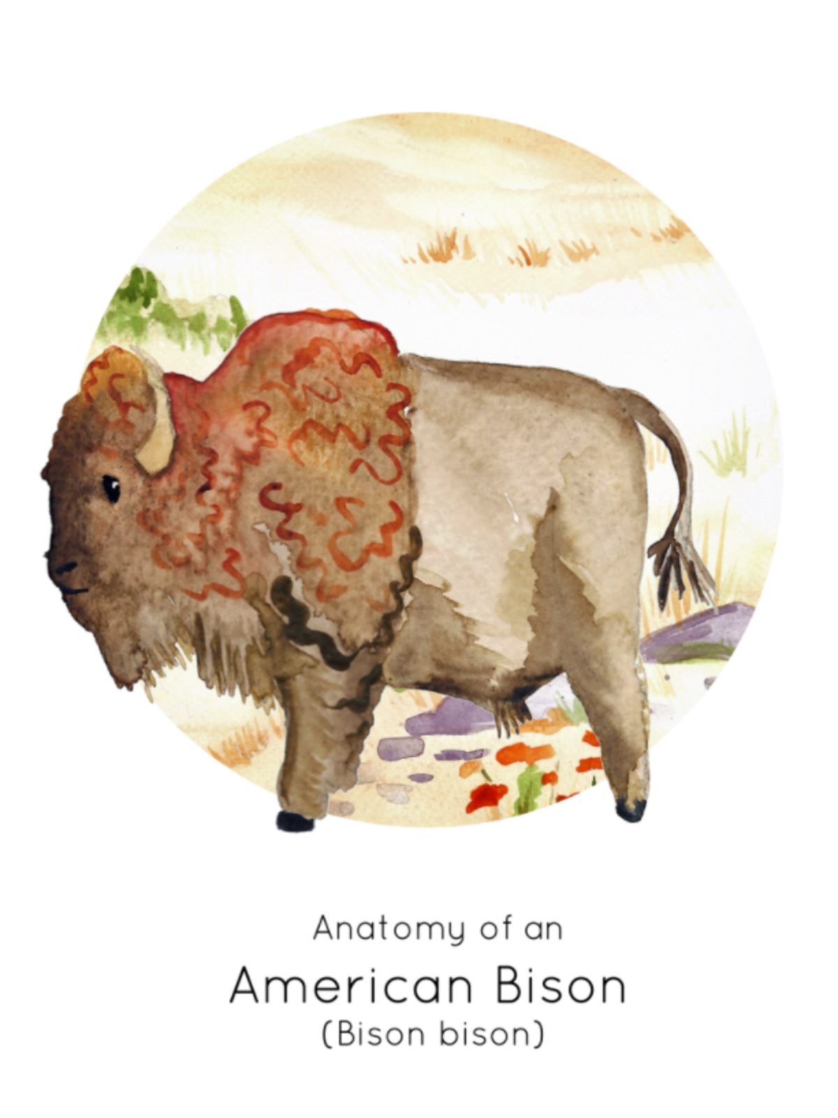An educational teaching resource from Fiddleticks Education entitled Anatomy of an American Bison – Watercolor Set downloadable at Teach Simple.