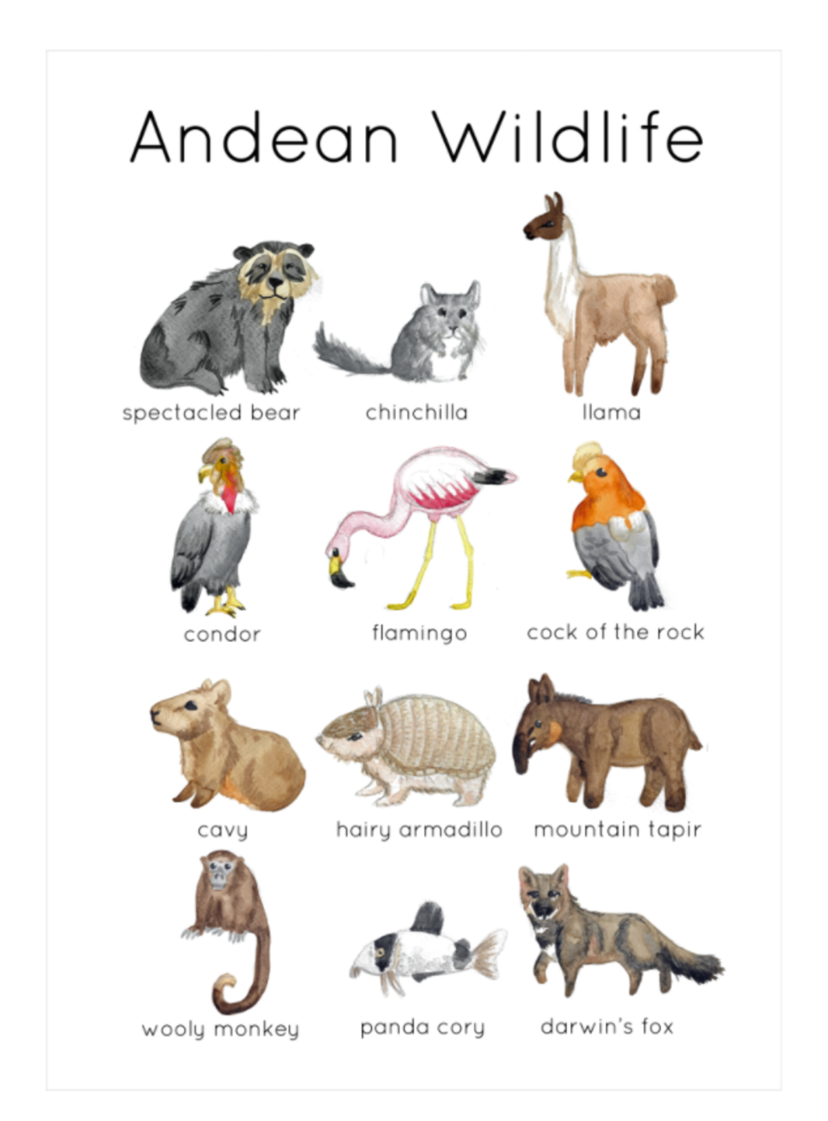 An educational teaching resource from Fiddleticks Education entitled Andean Wildlife Flashcards | Printable Nature Cards downloadable at Teach Simple.