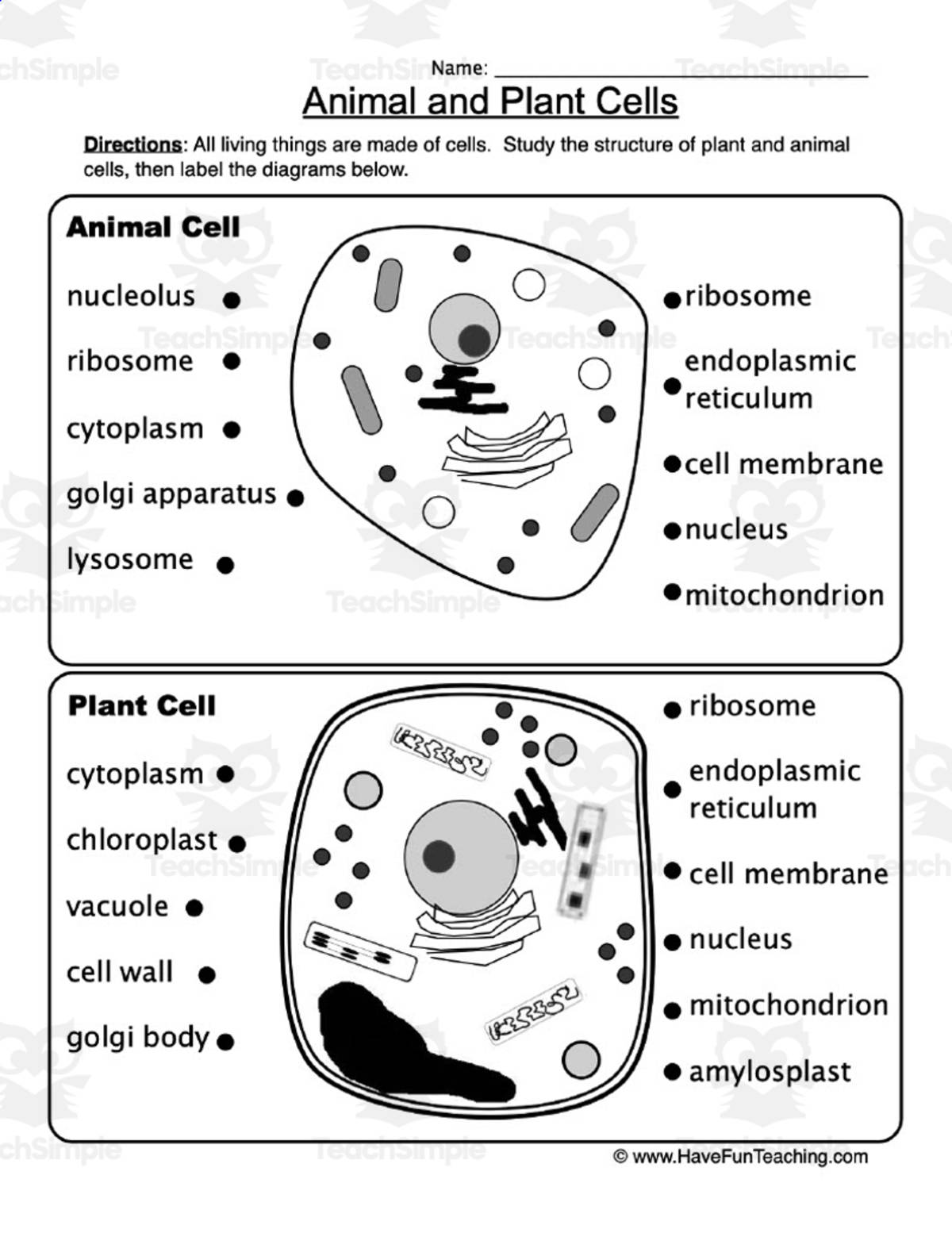 An educational teaching resource from Have Fun Teaching entitled Animal and Plant Cells Worksheet downloadable at Teach Simple.