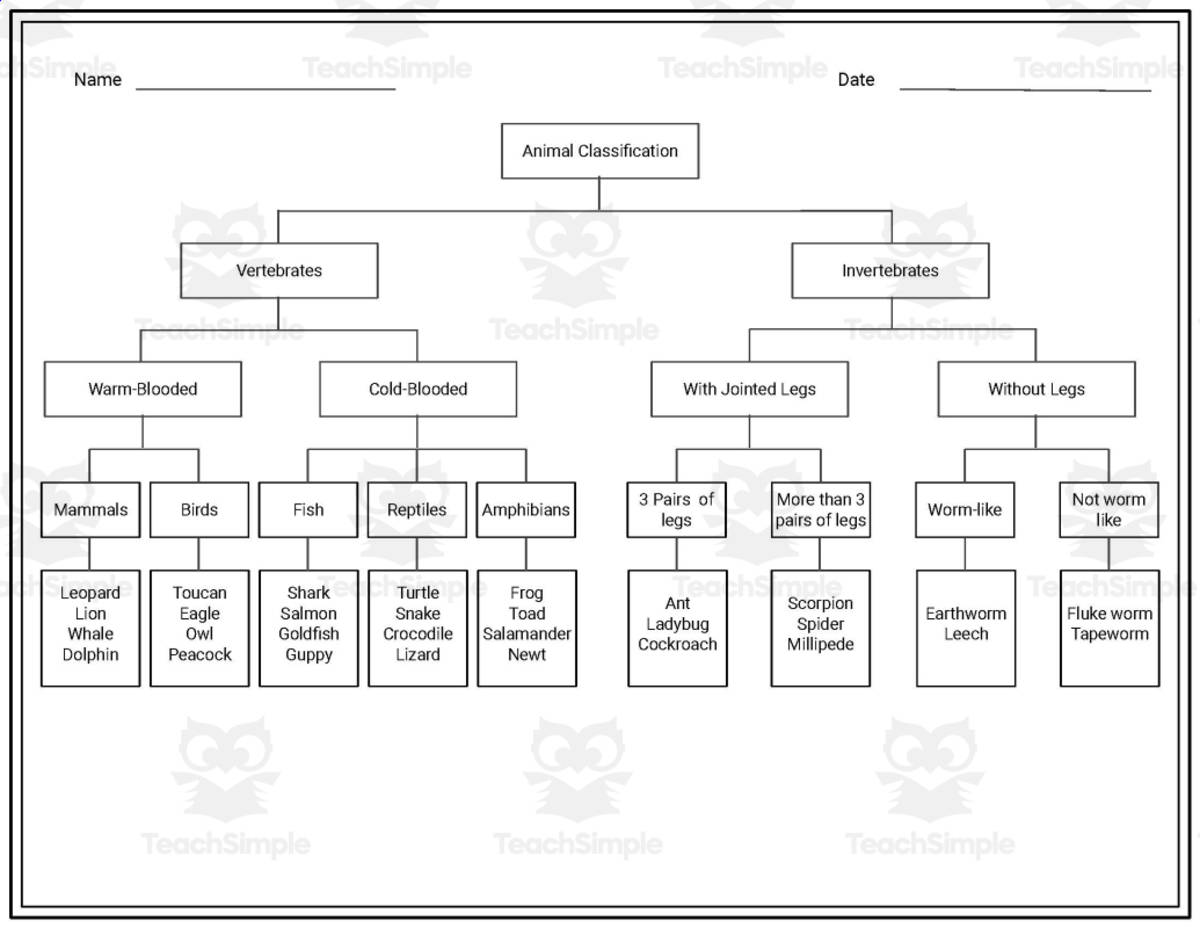 An educational teaching resource from educ_project entitled Animal Classification | Vertebrates & Invertebrates downloadable at Teach Simple.