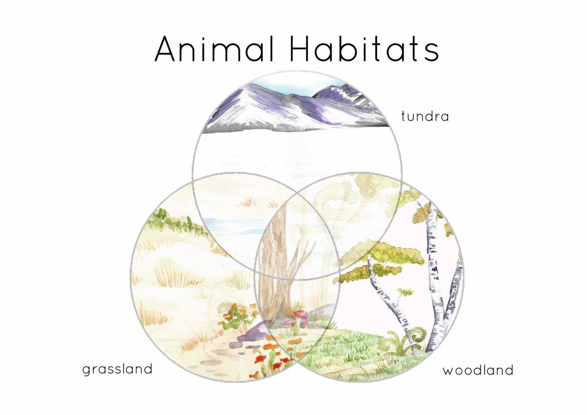 An educational teaching resource from Fiddleticks Education entitled Animal Habitat Sorting Venn diagram downloadable at Teach Simple.
