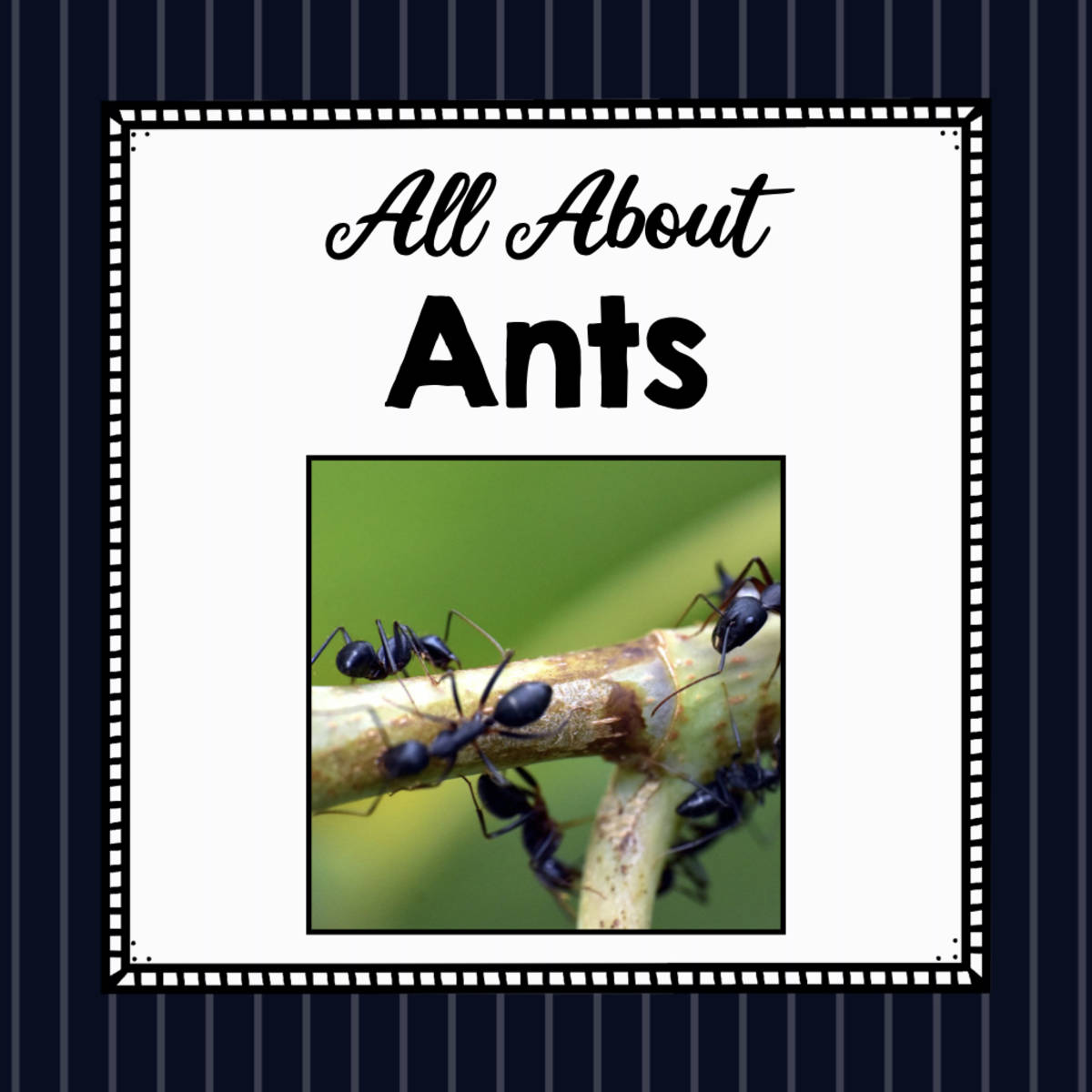 An educational teaching resource from Simply Schoolgirl entitled Animal Science Unit | All About Ants | Learning about Animals downloadable at Teach Simple.