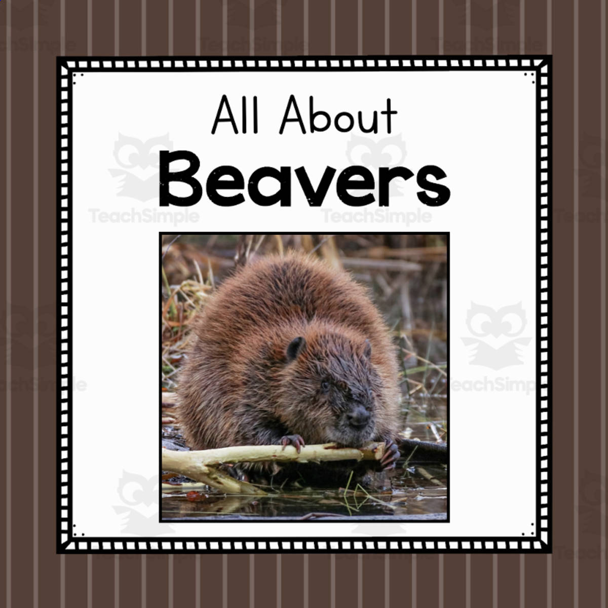 An educational teaching resource from Simply Schoolgirl entitled Animal Science Unit | All About Beavers | Learning about Animals downloadable at Teach Simple.