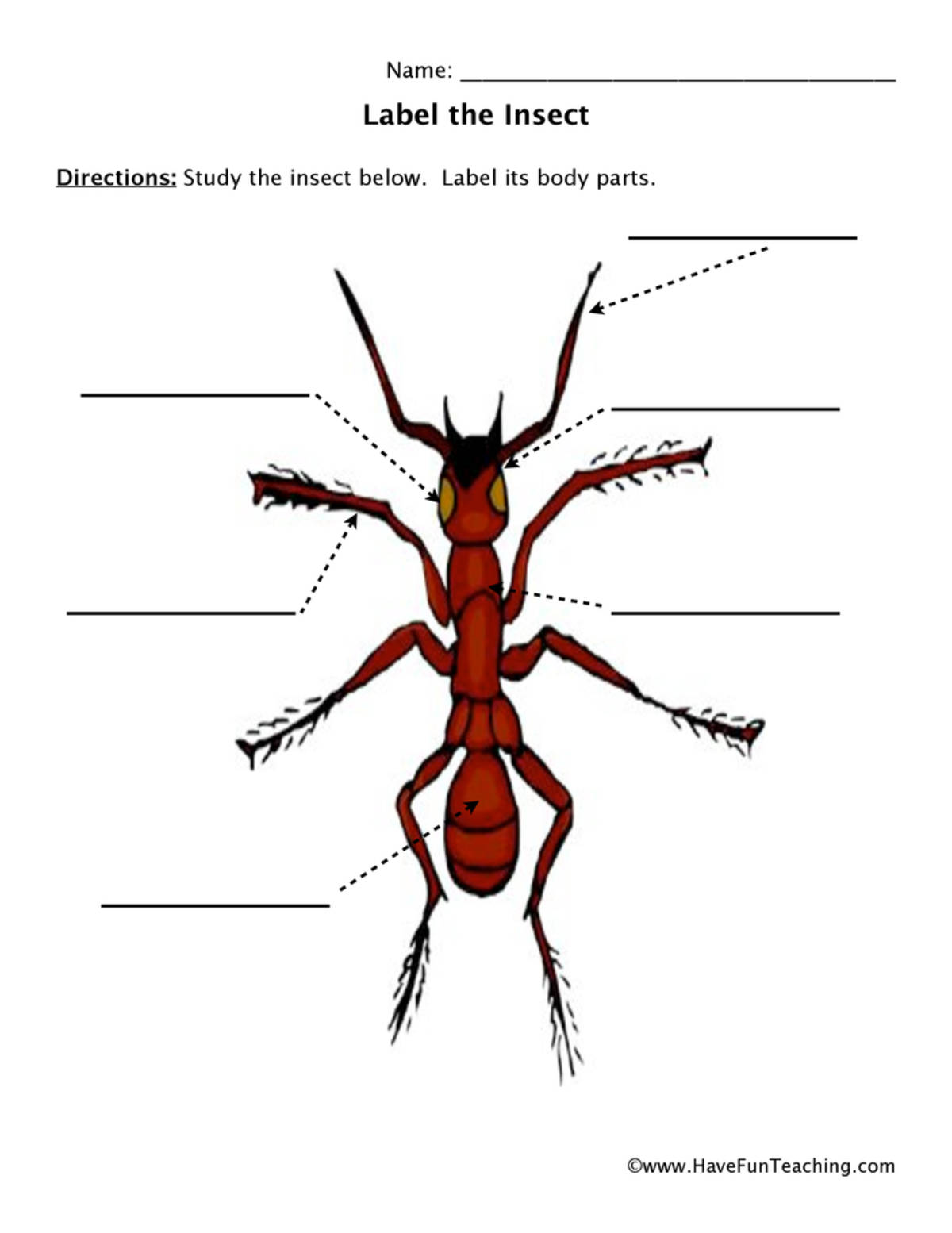 An educational teaching resource from Have Fun Teaching entitled Ant Body Parts Worksheet downloadable at Teach Simple.