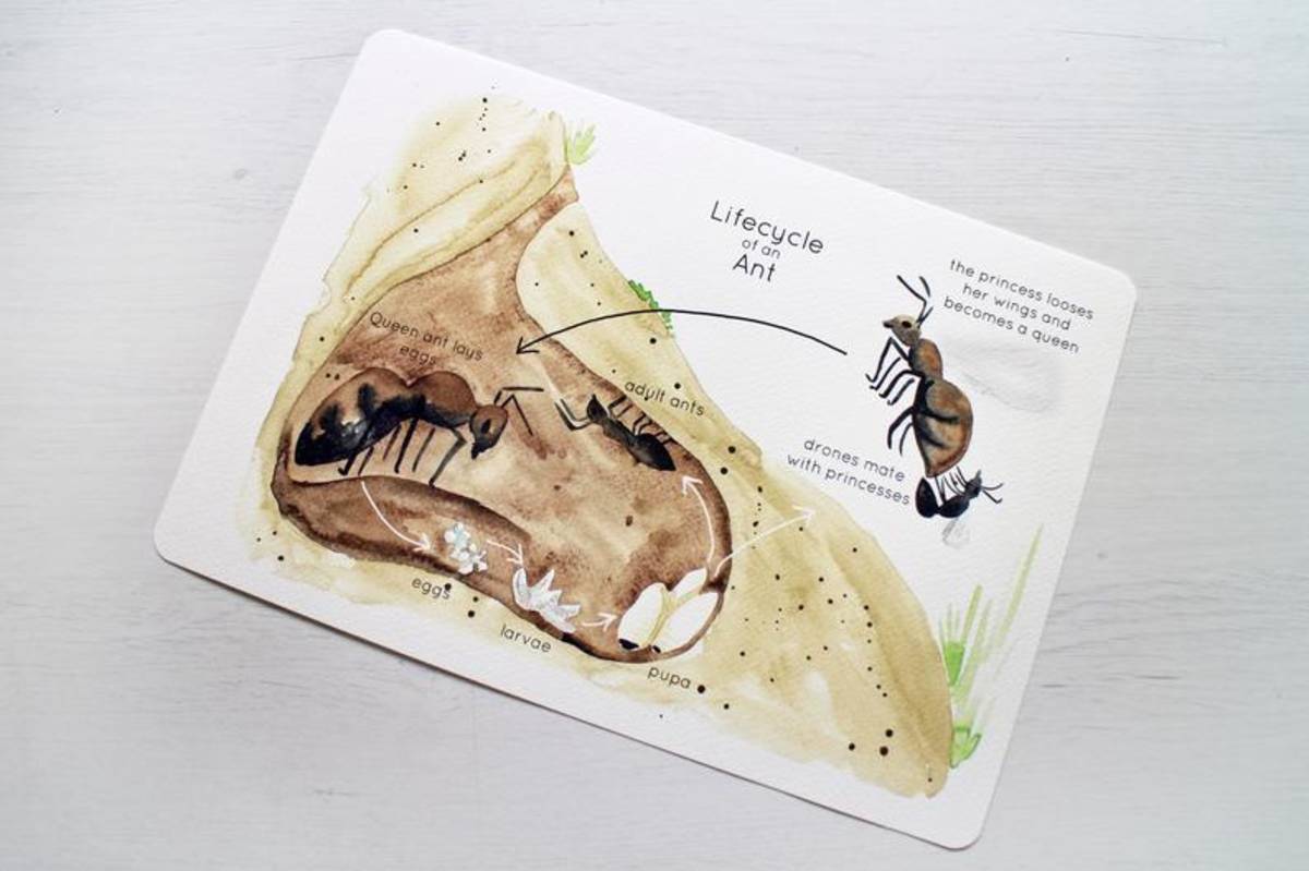 An educational teaching resource from Fiddleticks Education entitled Ant Life Cycle Watercolour Poster downloadable at Teach Simple.