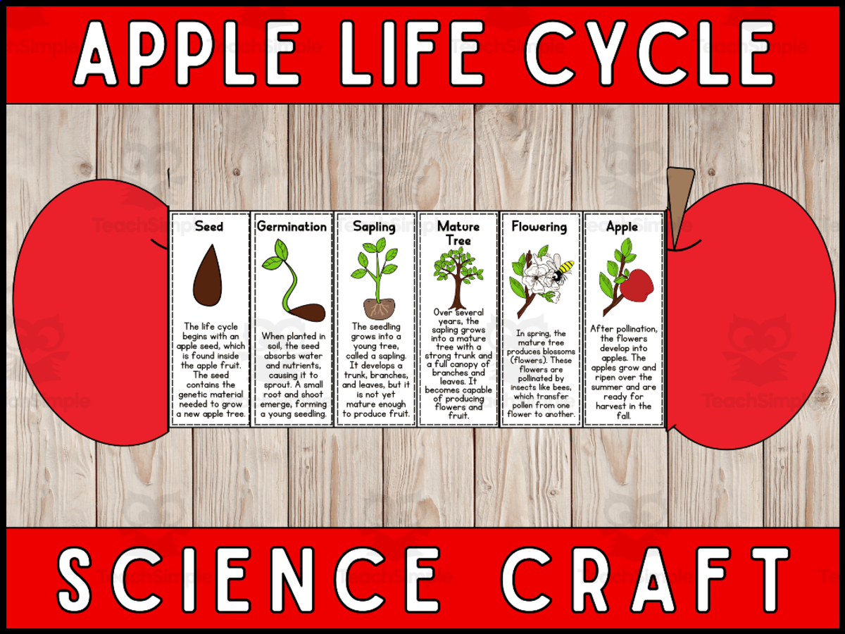 An educational teaching resource from Wonderland School entitled Apple Life Cycle Craft Foldable Science Cut and Paste Activity downloadable at Teach Simple.