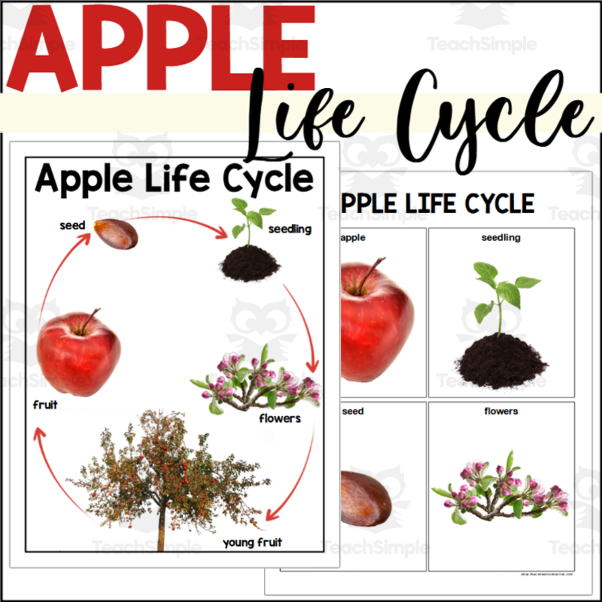 An educational teaching resource from The Connett Connection entitled Apple Life Cycle Poster + Sequencing Cards Set downloadable at Teach Simple.